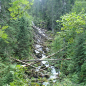 Tatranská  divočinka