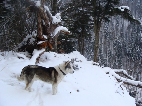 Na pirši vysoko v horách
