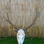 Jeleň 2011