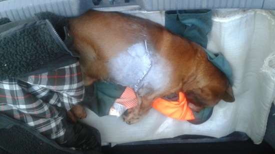 Dan po Spol.Polovačke