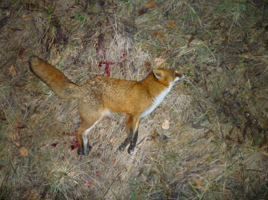 Líška - tento rok prvá...