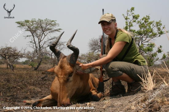 Lichtenstein hartebeest