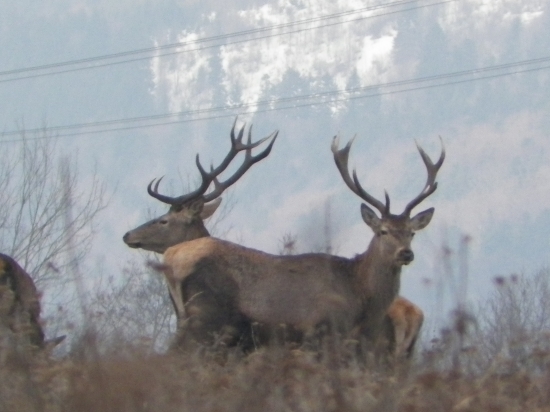 Dvaja