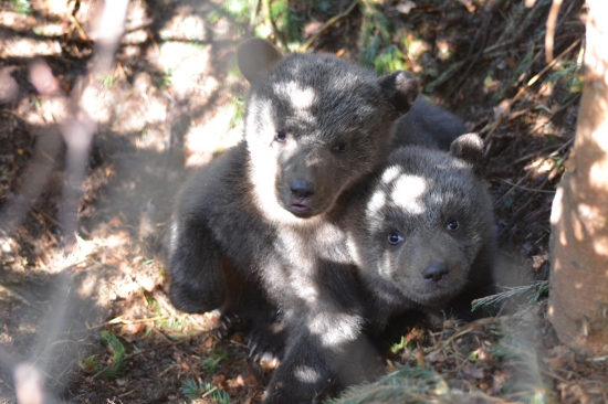 Prekvapenie v rúbani