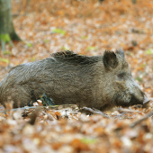 Diviačica