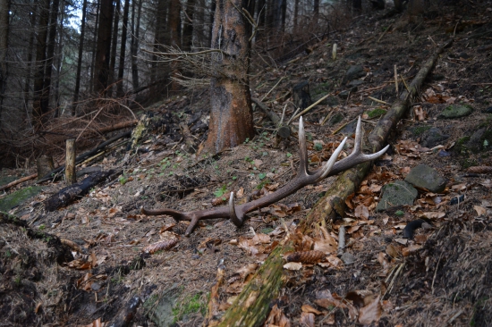Poklad v smrečine..