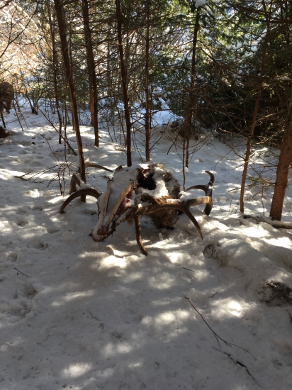 Po diviačich stopách..