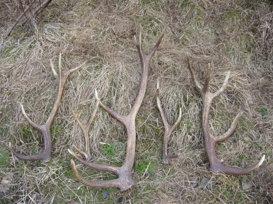 Origynali z našich hôr