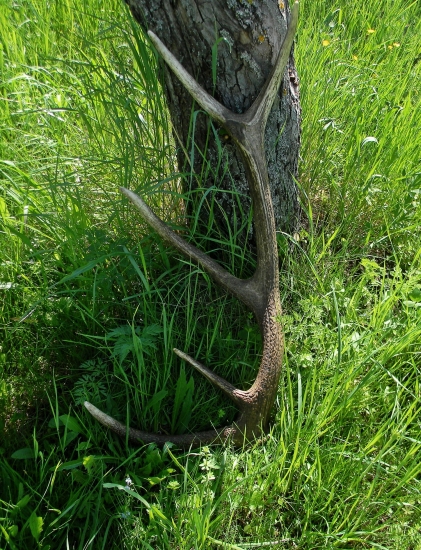 Pri hľadaní smrčkov