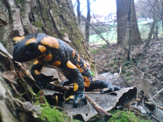 Salamandra škvrnitá