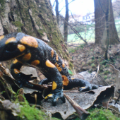 Salamandra škvrnitá
