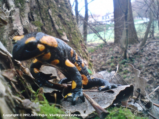 Salamandra škvrnitá