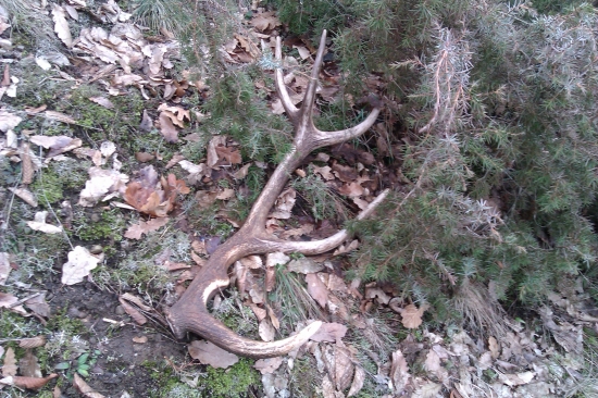 Nedeľná prechádzka