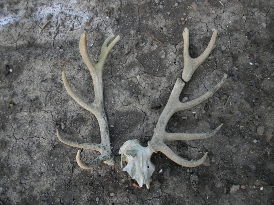 Archeologická vykopávka