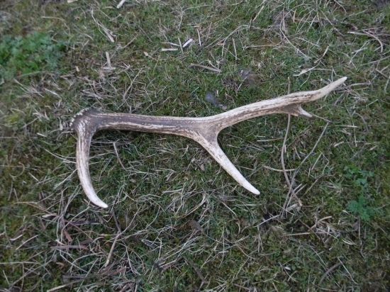 Ďalšia vychádzka ďalší zhod