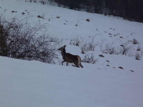 včerajší fotoúlovok