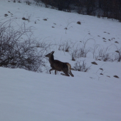 včerajší fotoúlovok
