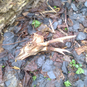 A šiel som na zhody...