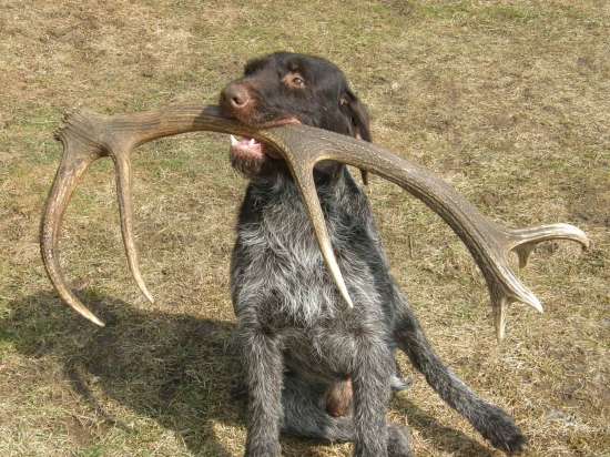 Agar dobrý pomocník