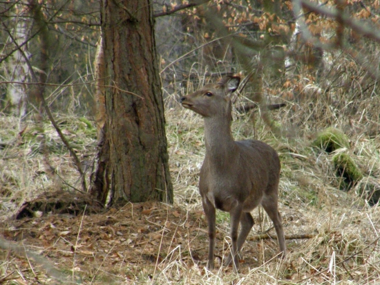 sika