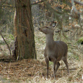 sika