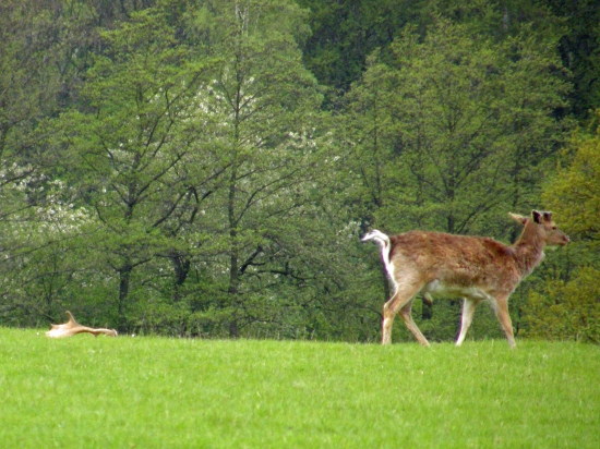 ...hádzam na nej bobok . :-)))