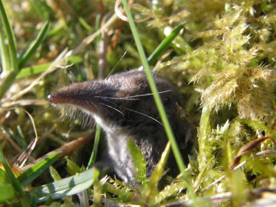 pozerám sa na jar . :-)))