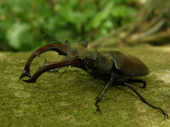 roháč. ...skor už paroháč. :-))