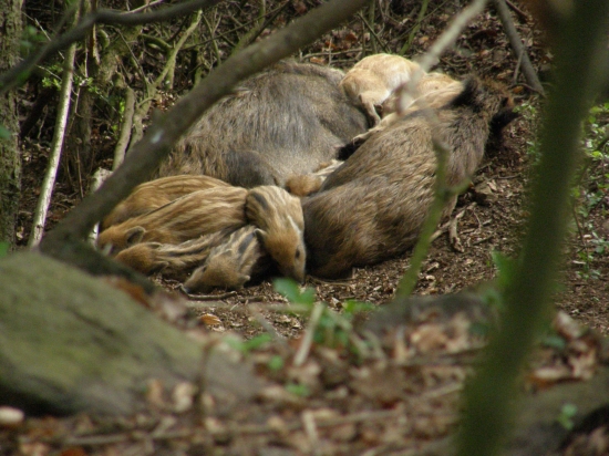 siesta