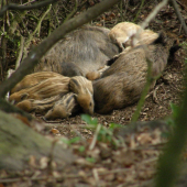 siesta