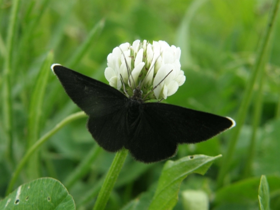 ako sa nazýva tento Emanuel ?