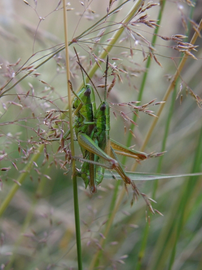 ...když je to baví ...:-)))