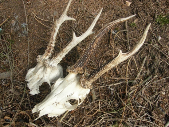 ...kamárád byl na houbách...