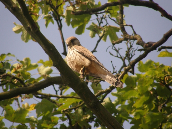 falco