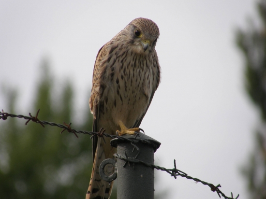 falco