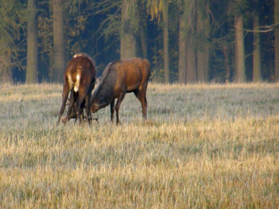 strkaná