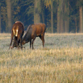 strkaná
