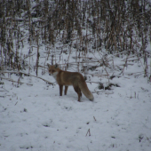 zrzka na návštěvě