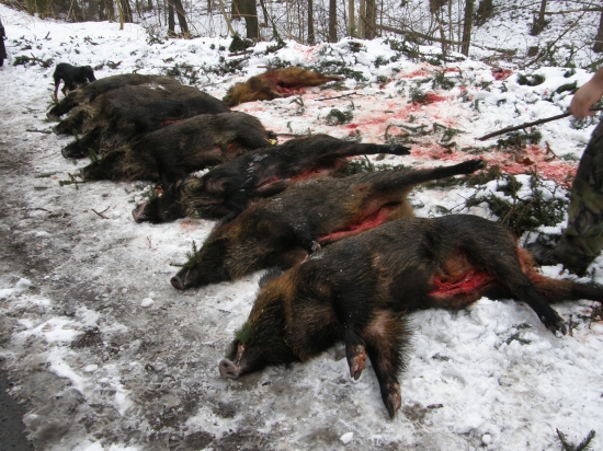 příprava na výřad