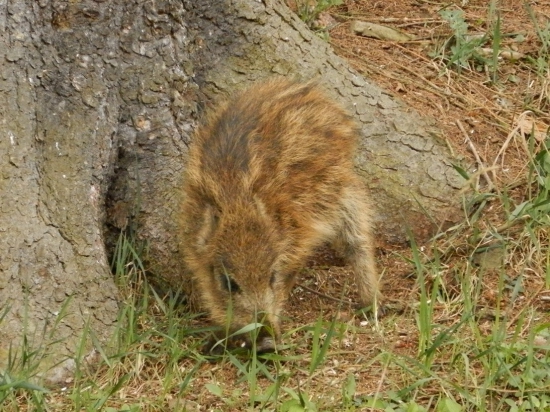 chlupáček