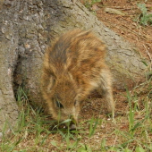 chlupáček
