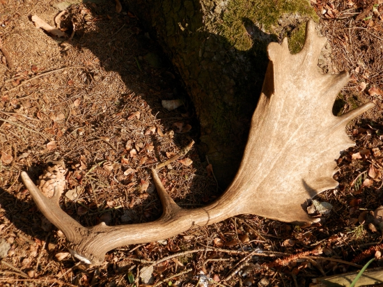 ...nedělní lopatka