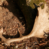 ...nedělní lopatka