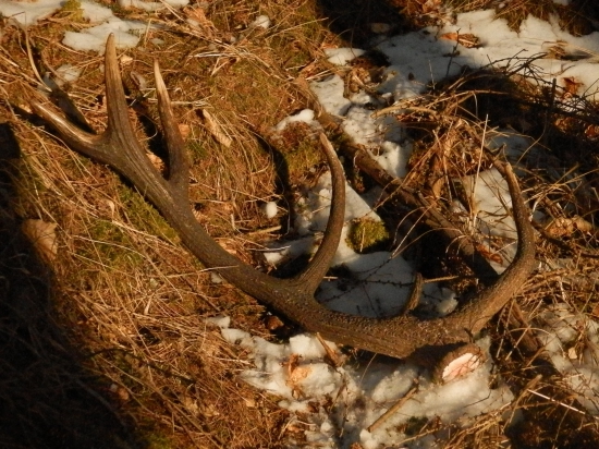 štartovací 4.3.2018   2,2 kilo