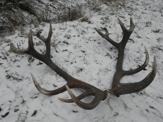 piatočná šestnástka