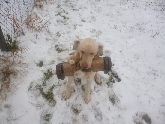 Bakuhs Agzanis . . . . aport cinky 9kg