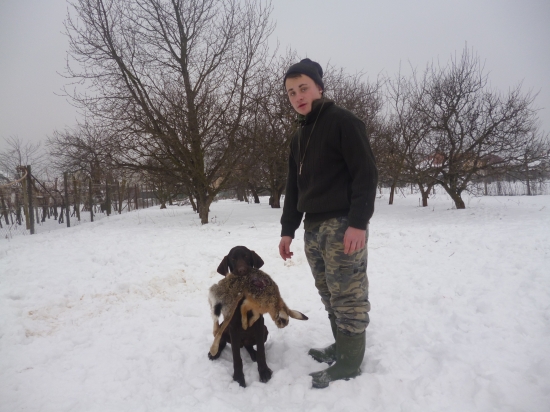 Samu Budafa-cvičili sme aport zajacom