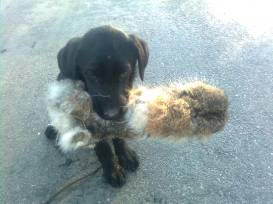 Gödölői huncut vadasz Alma 3mes....