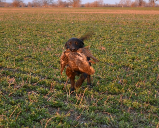 isaszegi Huncut vadasz alma 4mes