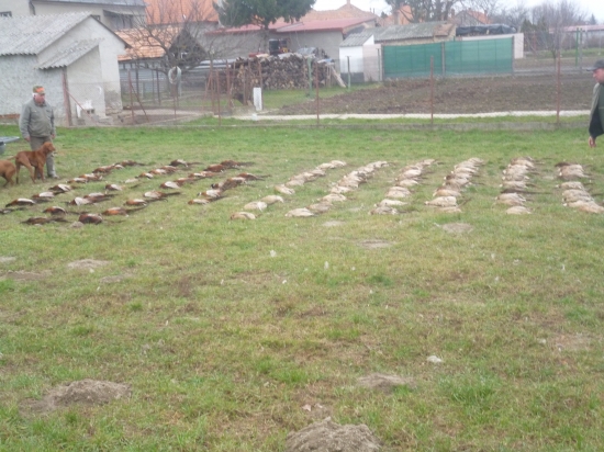 polovacka na bazanty